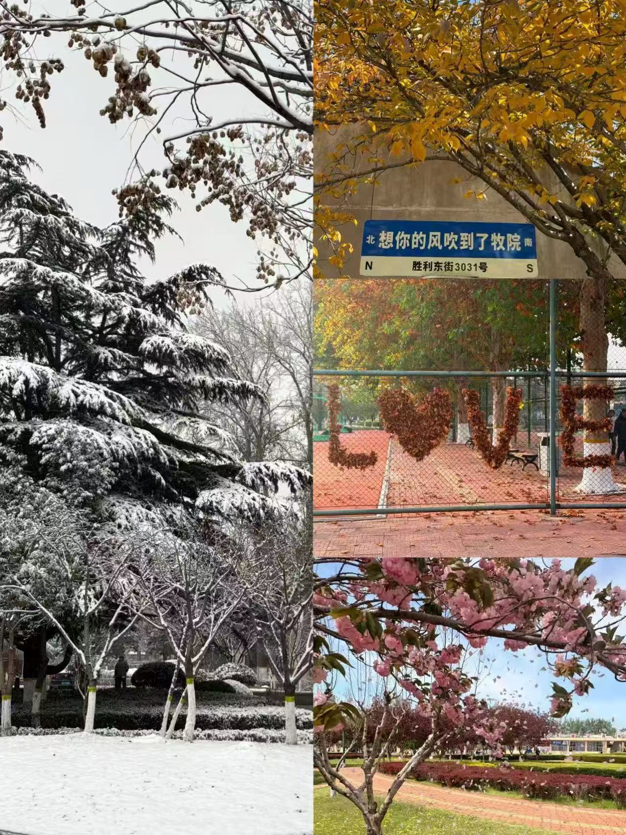 四季校园