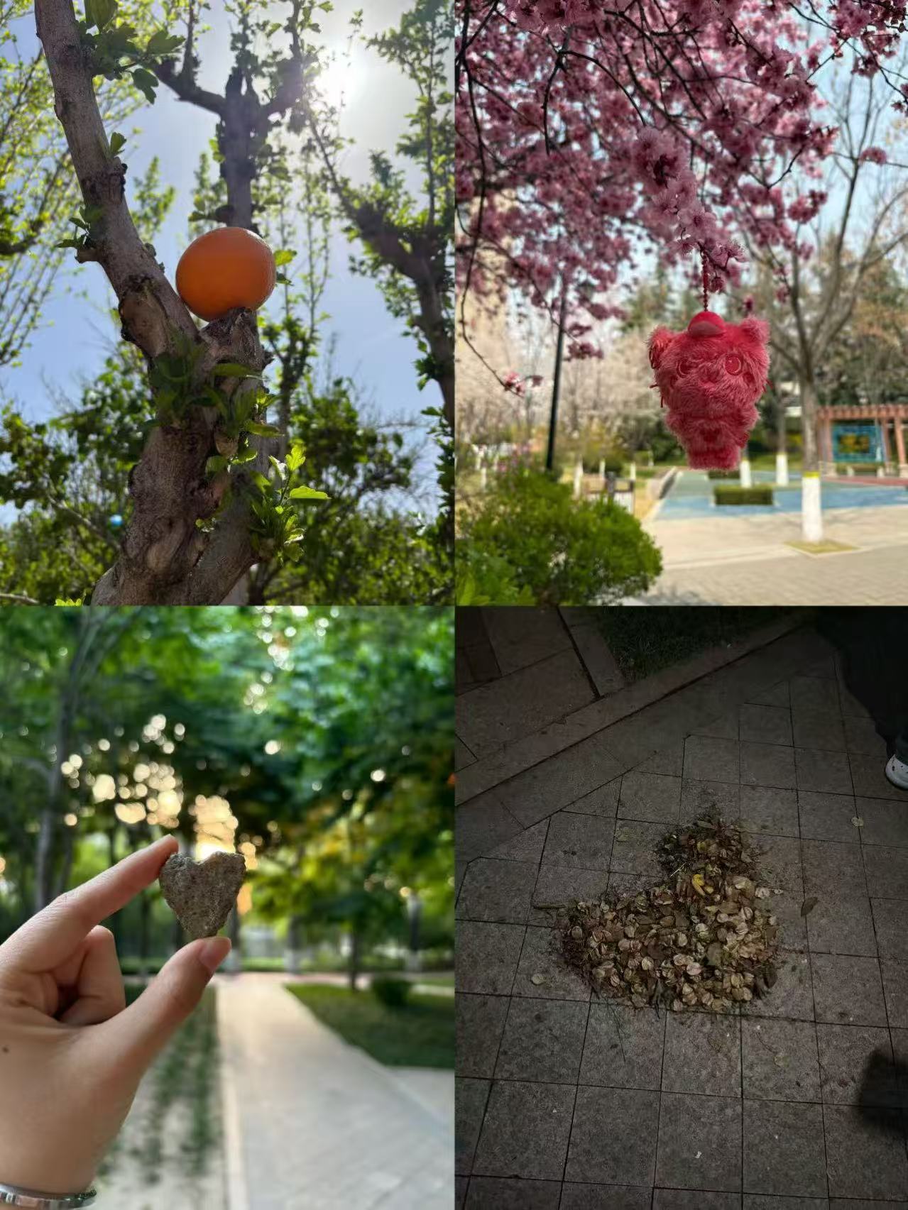校园春意